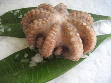 octopus